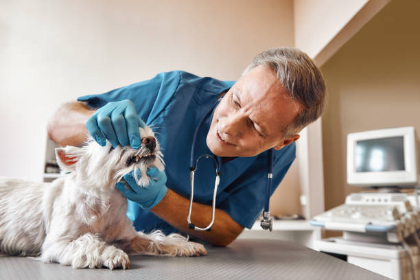 Best Walk-In Emergency Dental Services in Old Town, ME